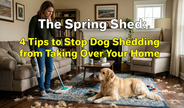 The Spring Shed: 4 Tips to Stop Dog Shedding from Taking Over Your Home