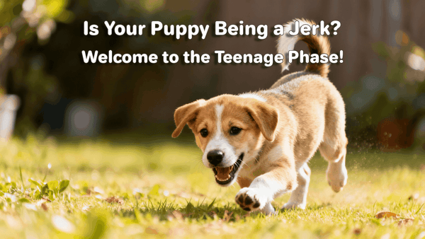 Puppy Teenage Phase: What to Expect and How to Manage It