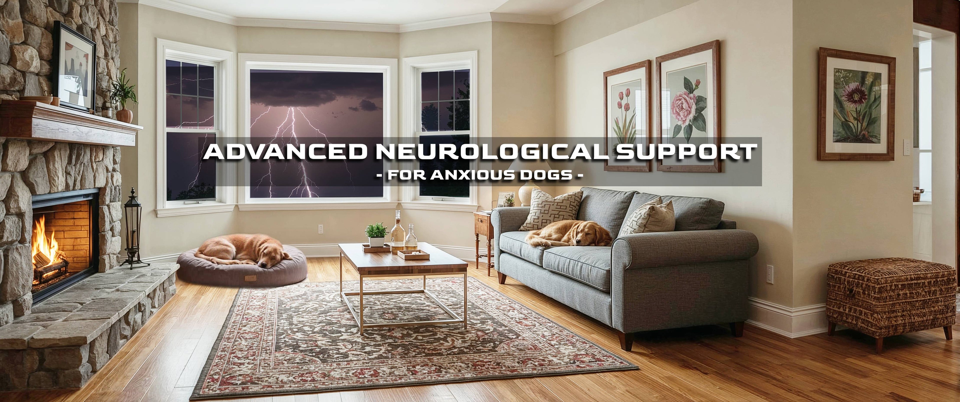Living room with a dog lying on a couch and another on a rug, with text about advanced neurological support for anxious dogs.